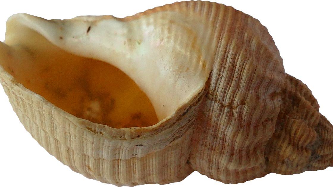 Shankh (Conch )