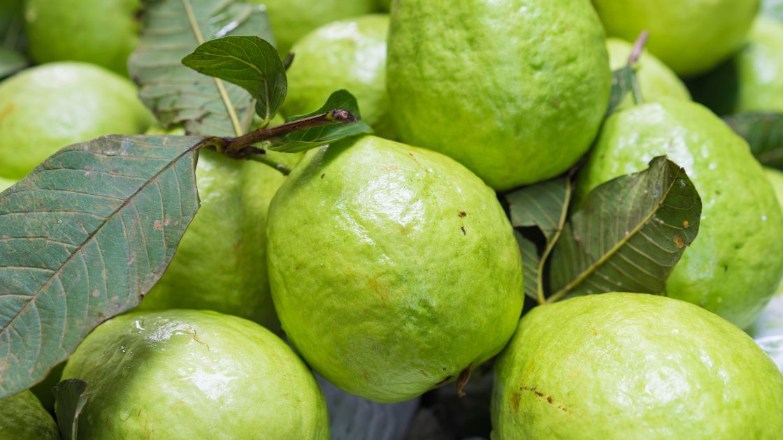 Guava Fruit